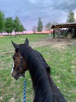 Nabízím netradiční ustájení 24/7 - 5