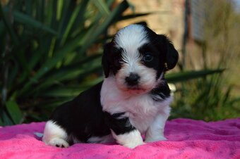 Havanský psík s PP - 5