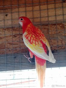 Prodám Papoušek Nádherný samce - 5