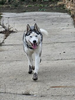 Hledám krytí Sibiřský Husky - 5