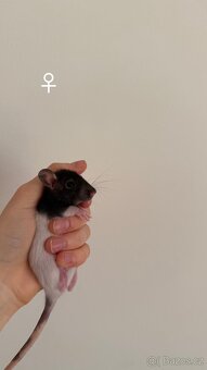 Potkan Dumbo - 5
