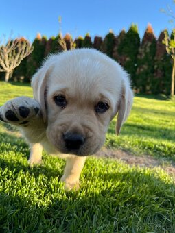 Labrador retriever šteniatka s PP - 5