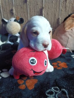Beagle pejsek s PP - 5