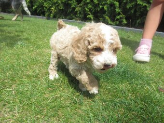 Maltipoo štěňátka - 5
