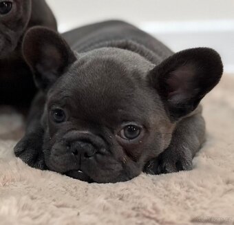 Francouzsky buldoček - 5