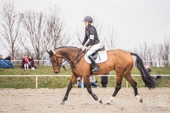 6ti letý spolehlivý valach - 5