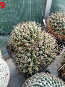 kaktusy mammillarie - 5