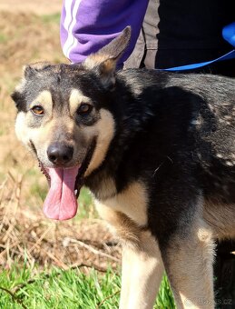 FLOKY K ADOPCI - 1 ROK, HRAVÝ,MILÝ,VHODNÝ K DĚTEM - - 5
