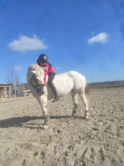 Pony kobylka 13let - 5