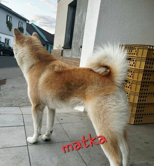 Akita inu - 5