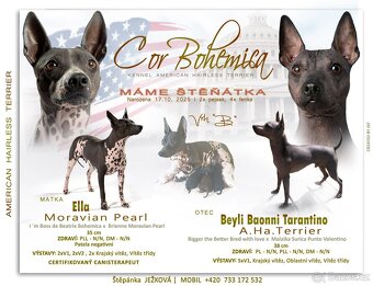 Pejsek Amerického bezsrstého teriéra s PP FCI - 5