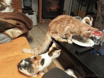 Mainská mývalí, kočička - 5