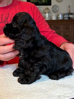 Americký kokršpaněl sPP - 5