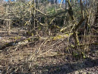 Daruji dřevo - STÁLE AKTUÁLNÍ - 5