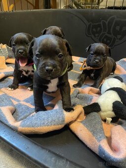 Stafordširsky bulteriér s pp - 5