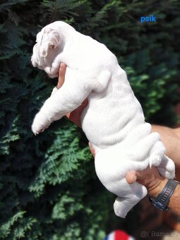 Anglický buldog s PP - 5
