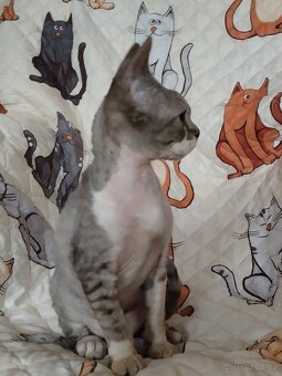 Kocourek Devon rex s pp - 5