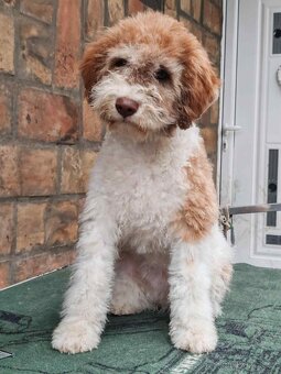 Šteňátka Lagotto Romagnolo - 5