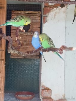 Prodám letošní mláďata korel a andulek - 5