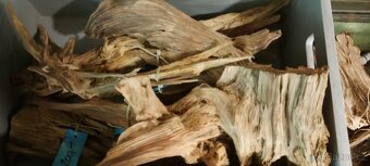 Čtverzubec trpasličí - 5