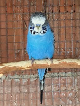 Andulky krotké a ochočené - 5