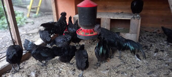Ayam cemani - násadová vejce - 5