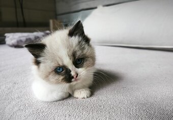 Kocourci Ragdoll s PP - 5