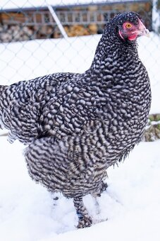 Mechelenky 🥚🐣 (násadová vejce i kuřátka) - 5