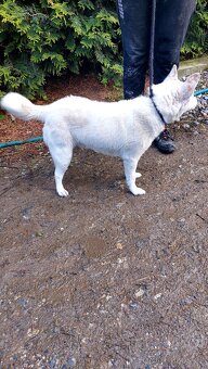 Spic shiba bilej - 5