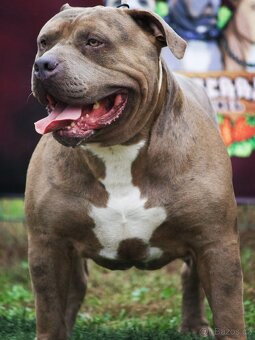 🇨🇿 KRYCÍ PES – American bully XL - 5