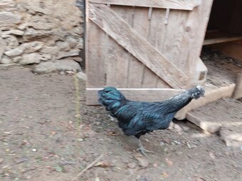 Kohout ayam cemani - 5