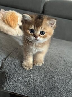 Britská koťáta zlaté činčily - 5