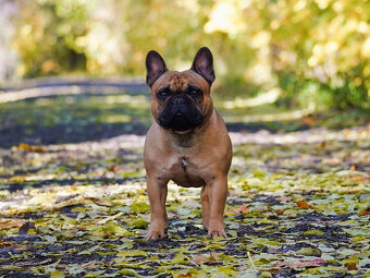 Francouzský buldoček s PP FCI - 5