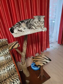 Britský kocour ke krytí - 5