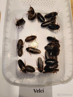 Šváb Argentinský (Blaptica dubia) - 5