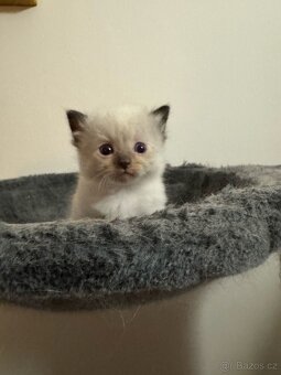 Ragdoll - 5