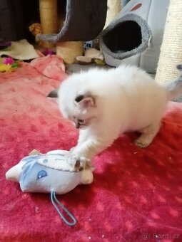 Ragdoll koťátka bez PP - 5
