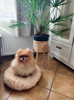 Pomeranian - typový pejsek s PP - 5