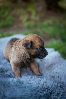 Belgický ovčák Malinois s PP - 5