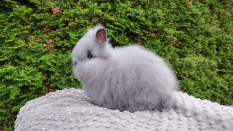 Zakrslý králík, králíček -(TEDDY)-FÍLA - 5