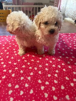 Boloňský psík bez pp - 5