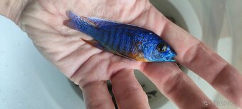 Tlamovci Malawi 39 - 5