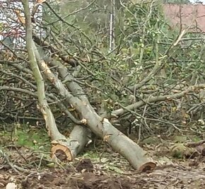 Prodám čerstvě poražený ořech - 5