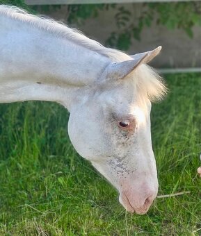 Appaloosa valach, 3 roky - 5