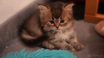 Koťata WHISKAS - 5