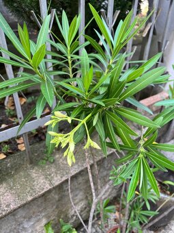 Oleandry - 5