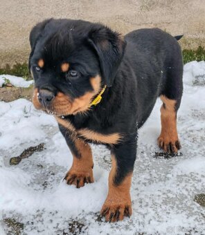 Rotvajler,rottweiler,RTV, šteniatka rottweilera - 5