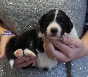 Border kolie s PP - kluci - 5