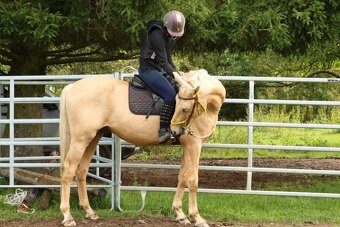 Prodám hřebce Kůň Kinský, - 5