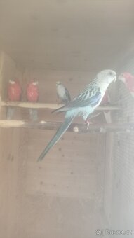 Rosela modrá na ino - 5